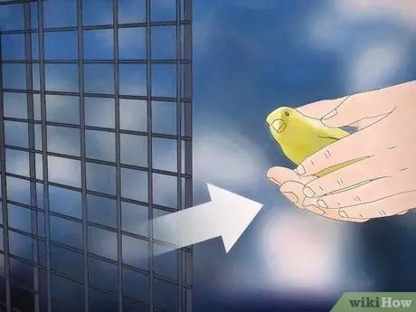 Лечить кровавого клеща у канареек Шаг 3