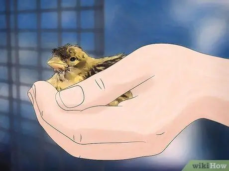 Лечить кровавого клеща на канарейках Шаг 4