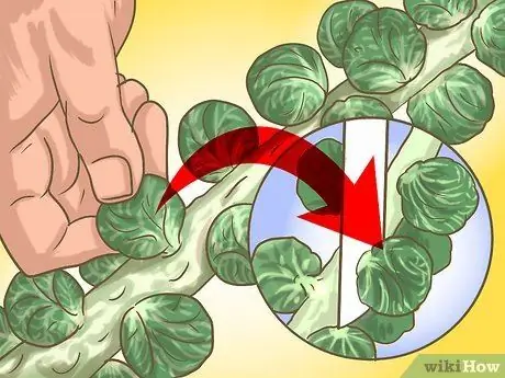 Обрезка брюссельской капусты Шаг 2