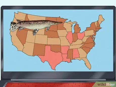 Рыба для Аллигатора Гар Шаг 1