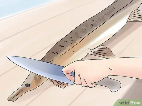 Fish for Alligator Gar Step 15