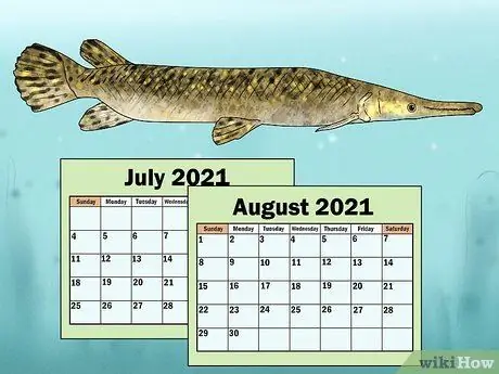 Fish for Alligator Gar Step 4