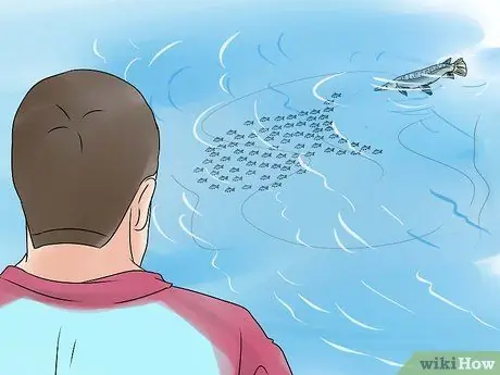 Рыба для Аллигатора Гар Шаг 8