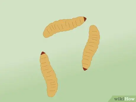 Поймать гольяна Шаг 12