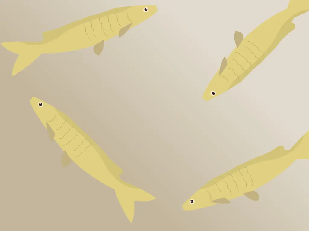 3 способа поймать гольяна