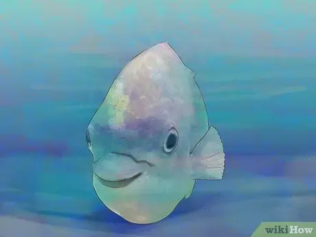 Держи рыбу Шаг 2