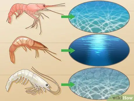 Поймать креветок Шаг 6