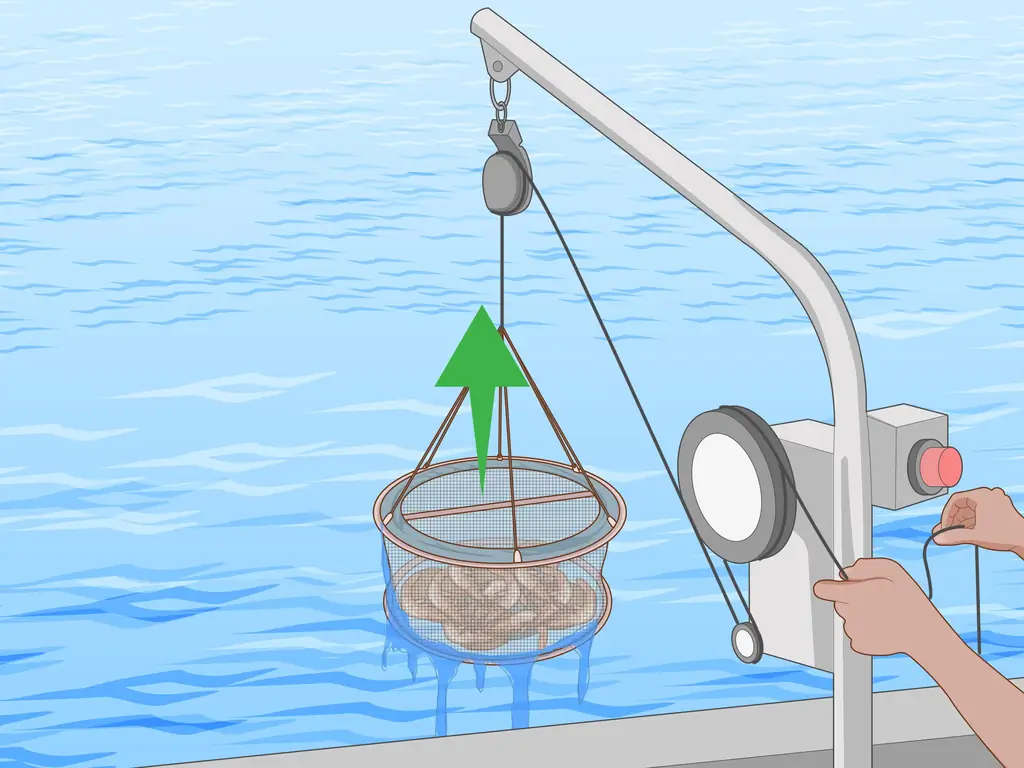 4 способа ловли креветок