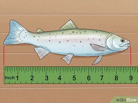 Поймать форель Шаг 16