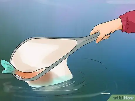 Поймать карпа Шаг 17