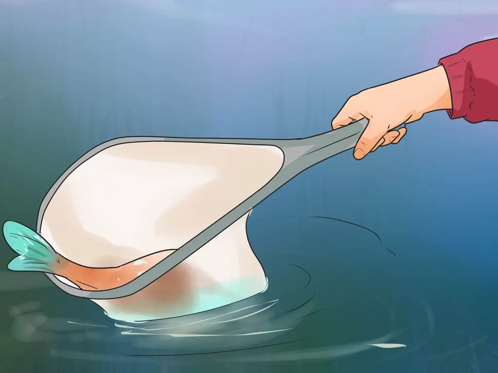 Как поймать карпа (с картинками)