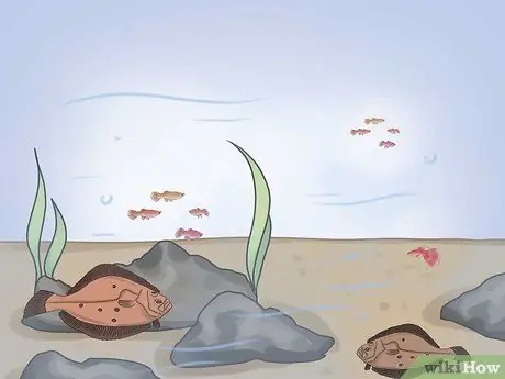 Рыбка на камбалу Шаг 4