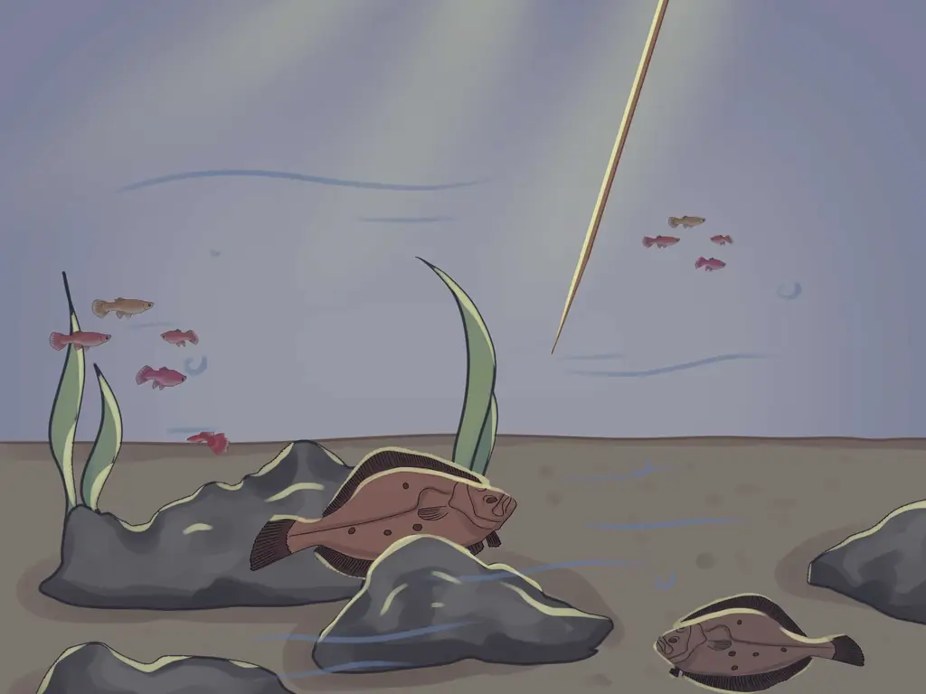 Как ловить камбалу: 11 шагов (с иллюстрациями)