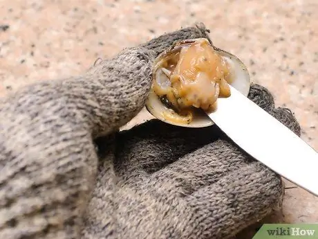 Шак Моллюски Шаг 11