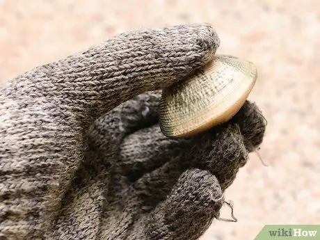 Шак Моллюски Шаг 6