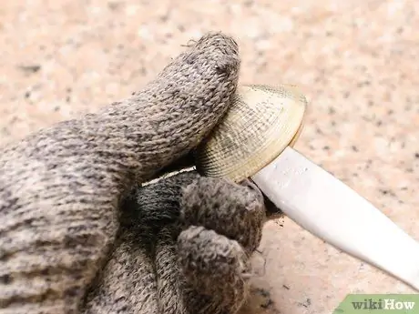 Шак Моллюски Шаг 7