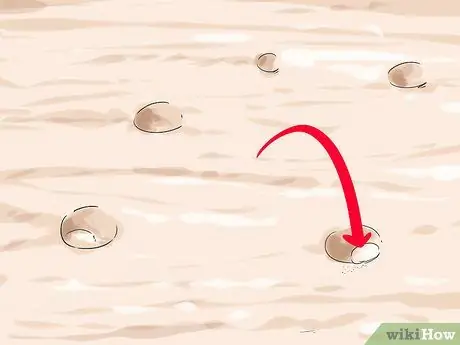 Копайте тихоокеанских моллюсков-бритв, шаг 1