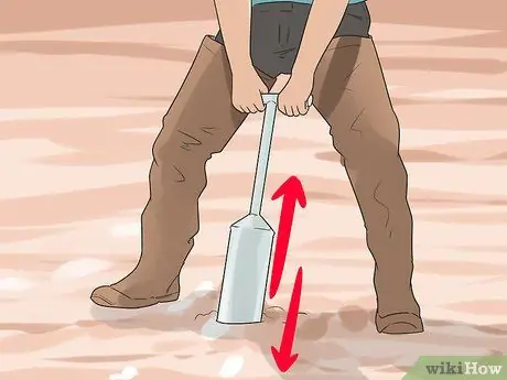 Копайте тихоокеанских моллюсков-бритв, шаг 11