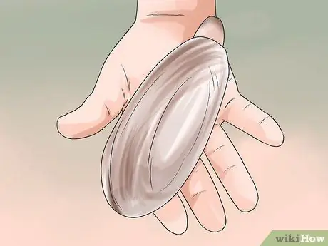 Выкопайте тихоокеанских моллюсков-бритв, шаг 13