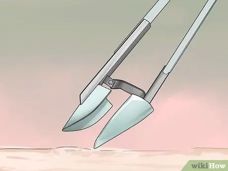 Копайте тихоокеанских моллюсков-бритв, шаг 2