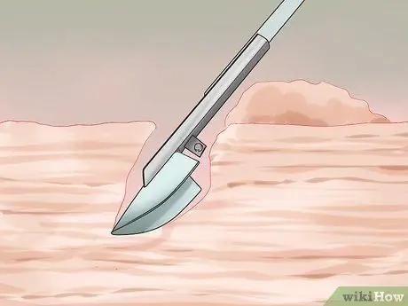 Копайте тихоокеанских моллюсков-бритв, шаг 5