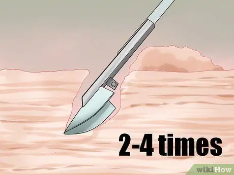 Копайте тихоокеанских моллюсков-бритв, шаг 6