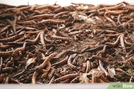 Рыба (для начинающих) Шаг 5