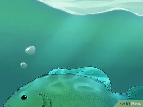 Выловите рыбу в небольшом ручье, шаг 9