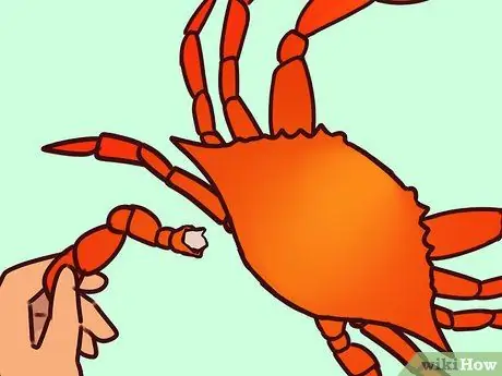 Съешьте голубого краба Мэриленд Шаг 14