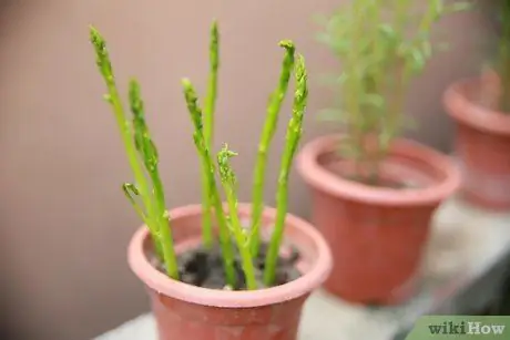 Ешьте спаржу Шаг 5