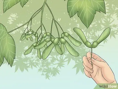 Ешьте семена клена, шаг 1