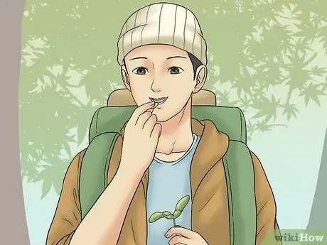 Съешьте семена клена Шаг 12