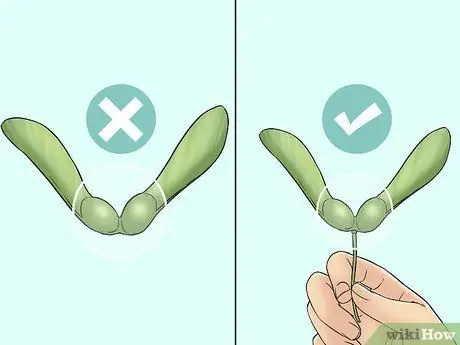 Съешьте семена клена, шаг 2