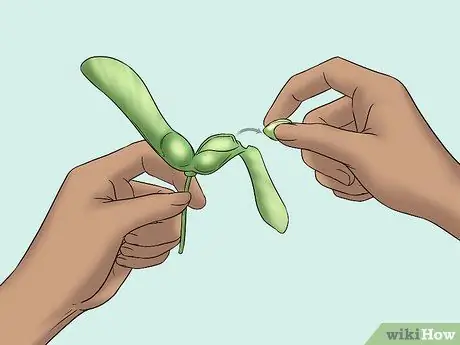 Съешьте семена клена, шаг 4