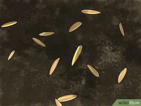 Выращивание овса Шаг 4