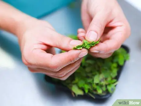 Приготовить мятный чай, шаг 2