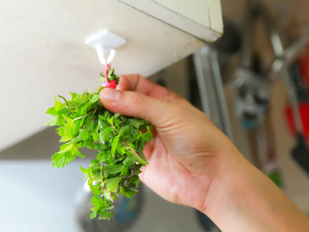 4 способа приготовления мятного чая