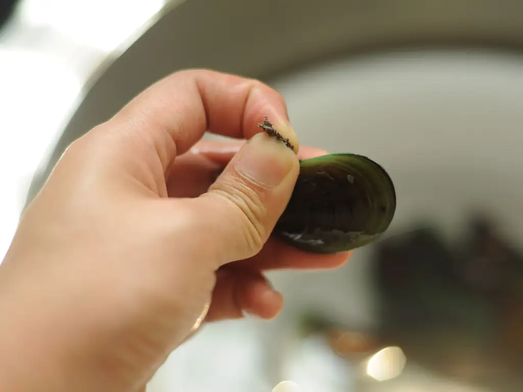 Как покупать и чистить мидии: 8 шагов (с иллюстрациями)