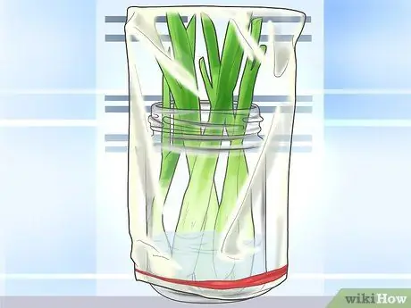 Хранить зеленый лук Шаг 4