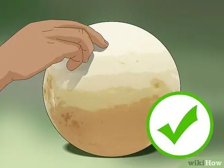 Выберите дыню Шаг 12