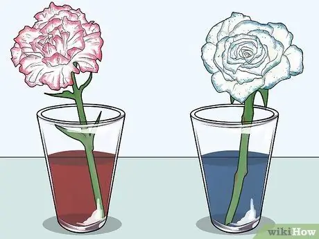 Изменение цвета стебля сельдерея Шаг 15