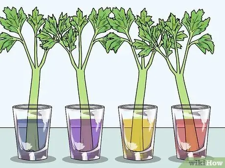 Изменение цвета стебля сельдерея Шаг 5