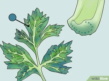 Изменение цвета стебля сельдерея Шаг 6