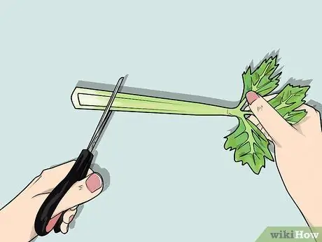 Изменение цвета стебля сельдерея Шаг 8