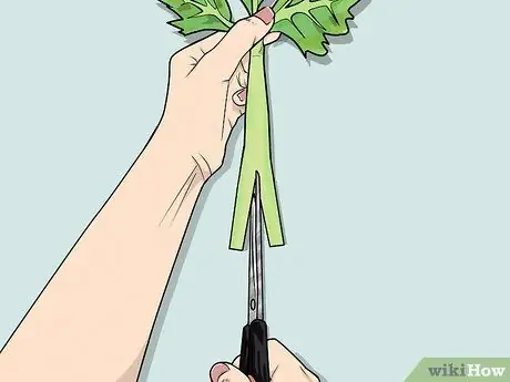 Изменение цвета стебля сельдерея Шаг 9