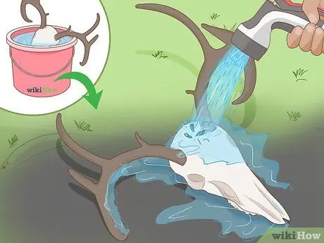 Очистить череп оленя Шаг 11