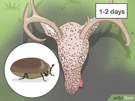 Очистить череп оленя Шаг 12