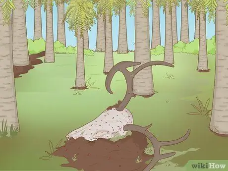 Очистить череп оленя Шаг 13