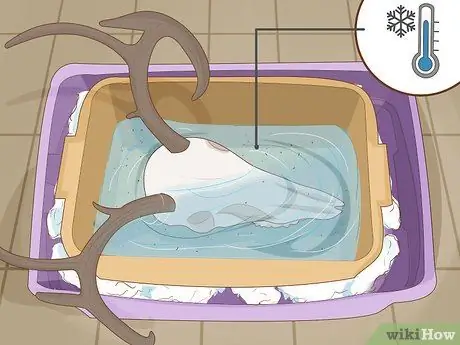 Очистить череп оленя Шаг 15