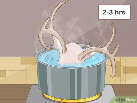 Очистить череп оленя Шаг 2